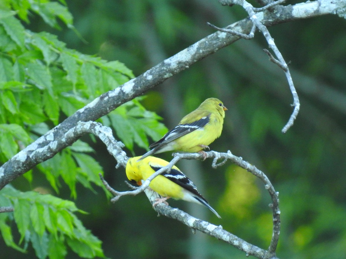 American Goldfinch - ML349334421