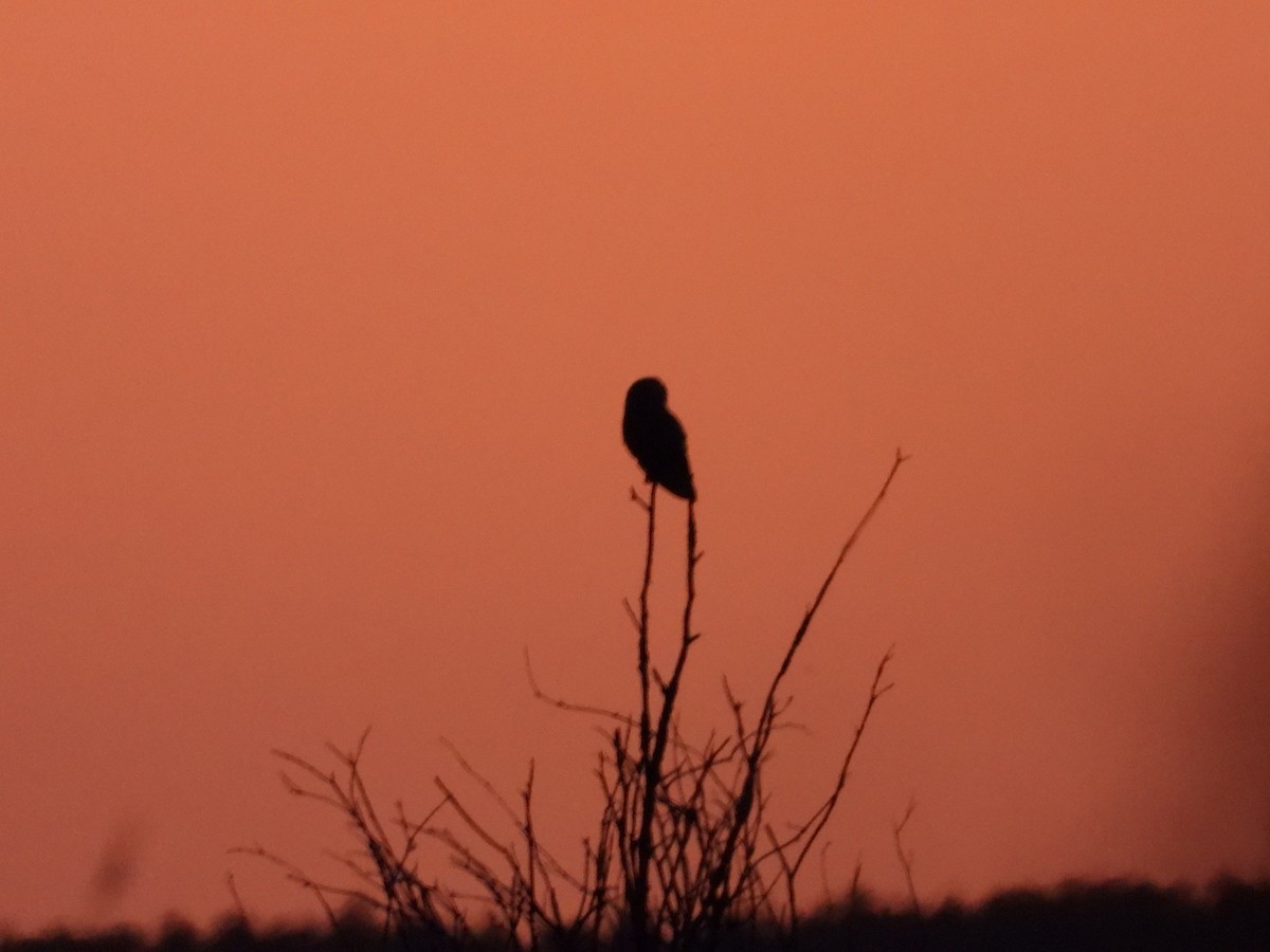 Short-eared Owl - ML349334561