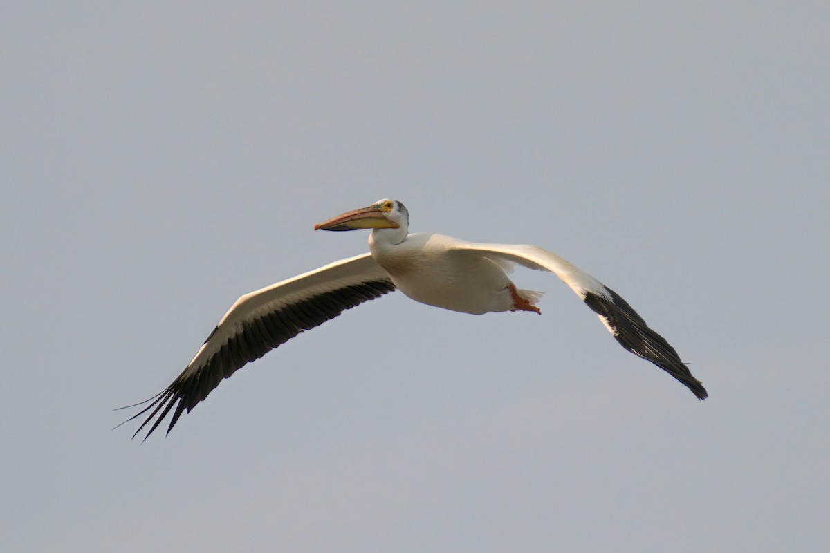 American White Pelican - Martin  Carlin