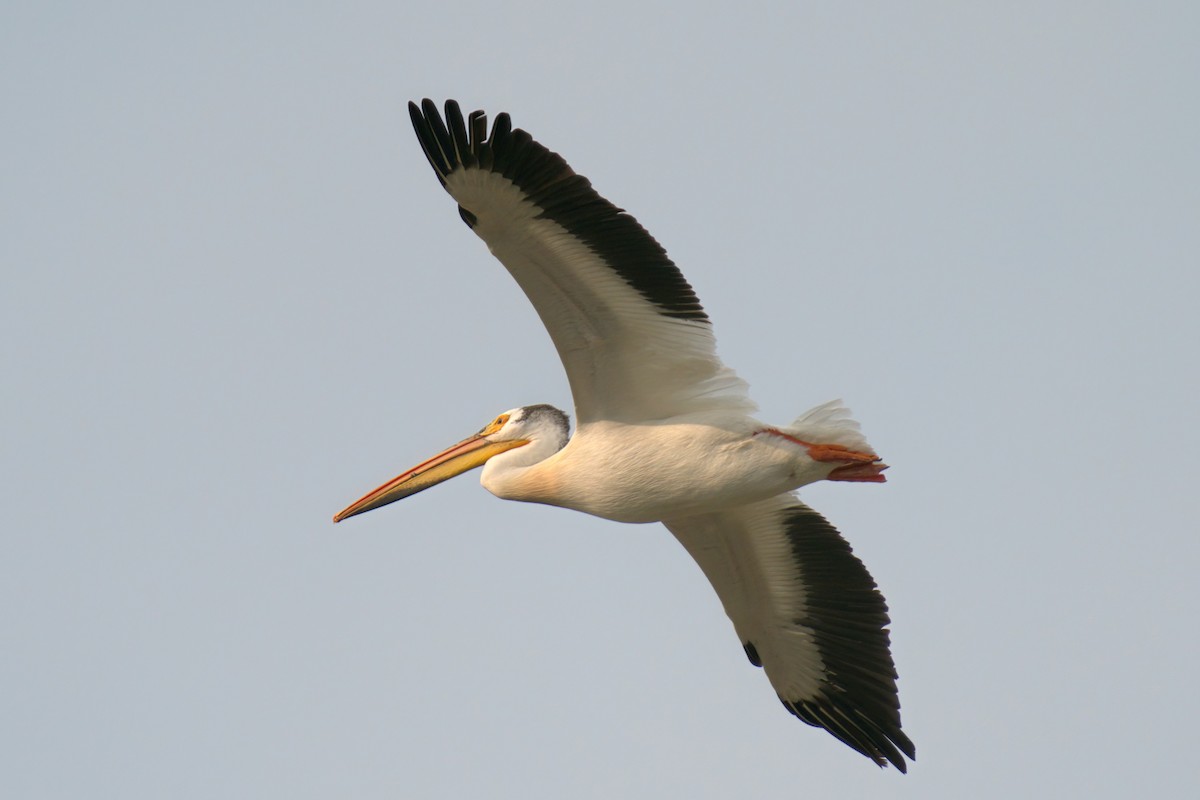 American White Pelican - Martin  Carlin