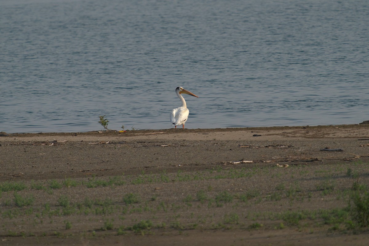 pelikán severoamerický - ML349336311