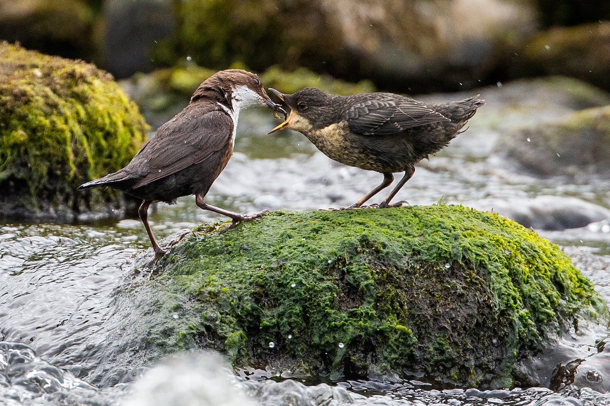 White-throated Dipper - Andy Butler