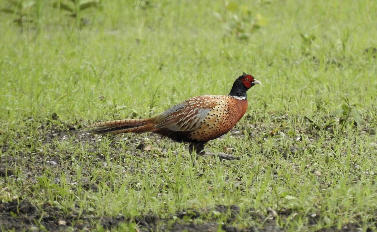 Ring-necked Pheasant - Noam Markus