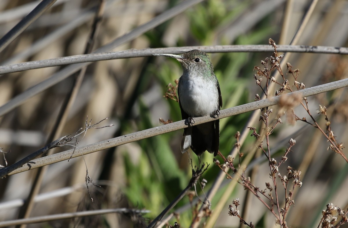 White-bellied Hummingbird - ML349338691