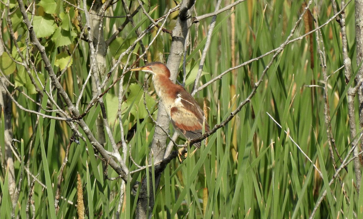 Least Bittern - Noam Markus