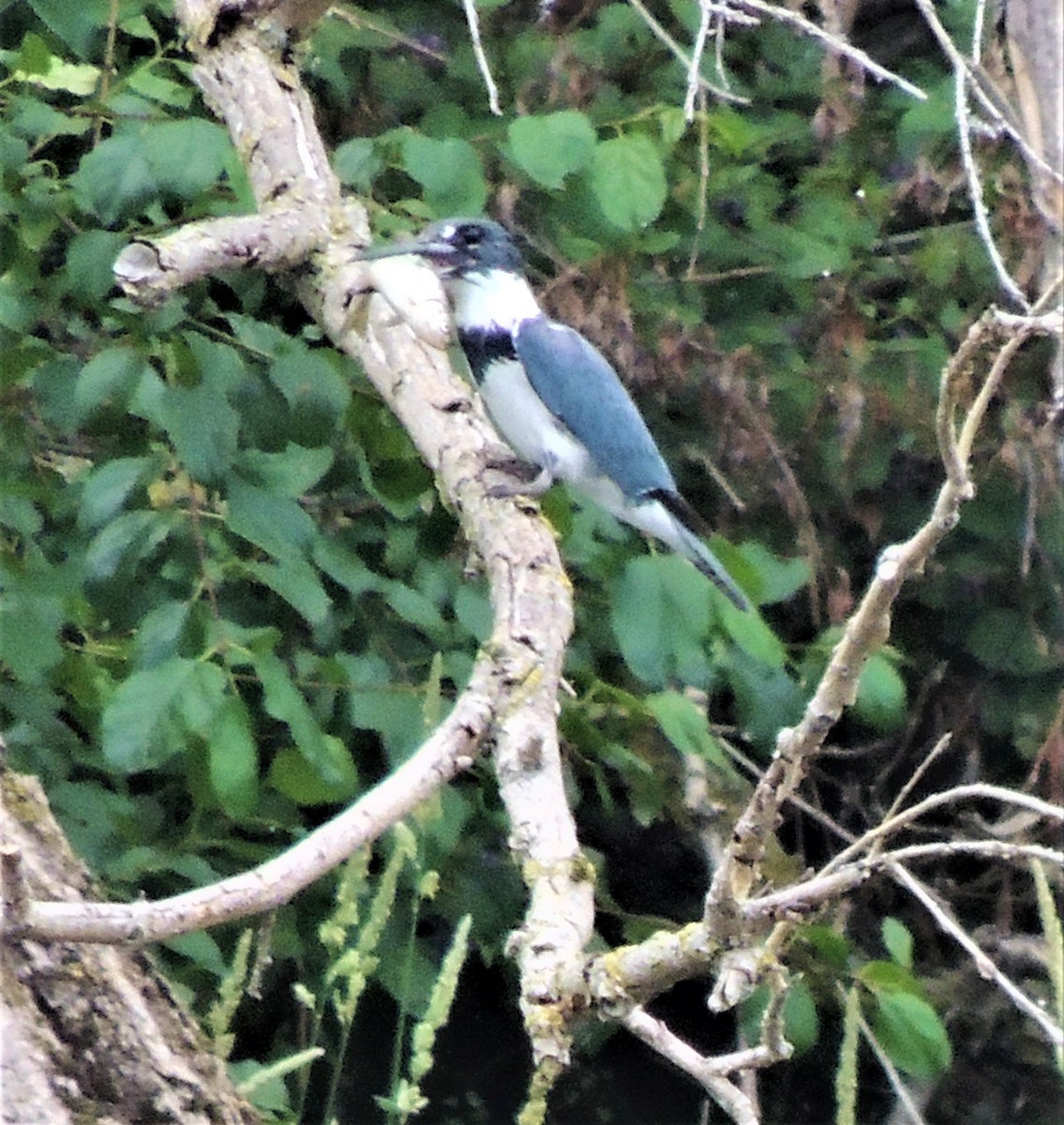 Belted Kingfisher - ML349339901