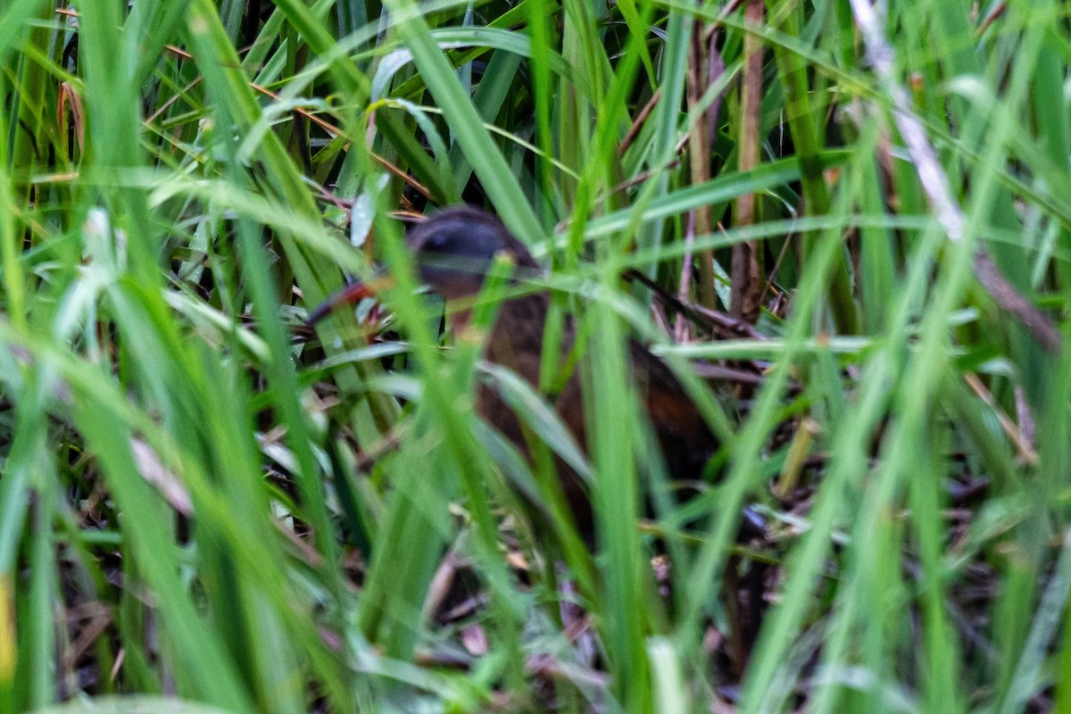 Virginia Rail - ML349341121