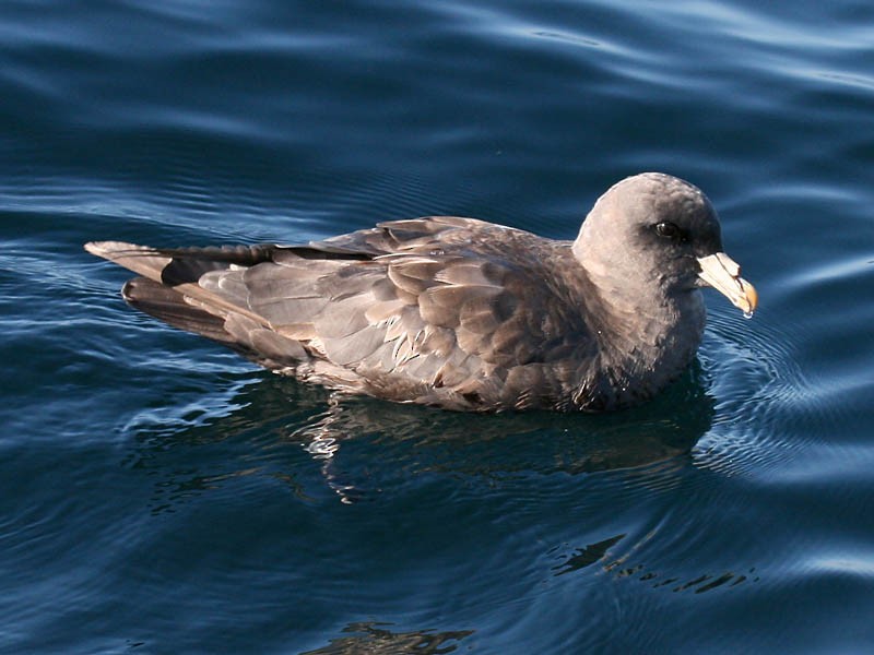 Northern Fulmar - ML34934161