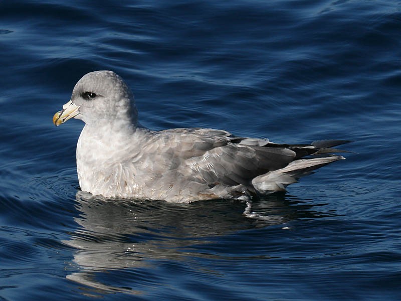 Fulmar boréal - ML34934171