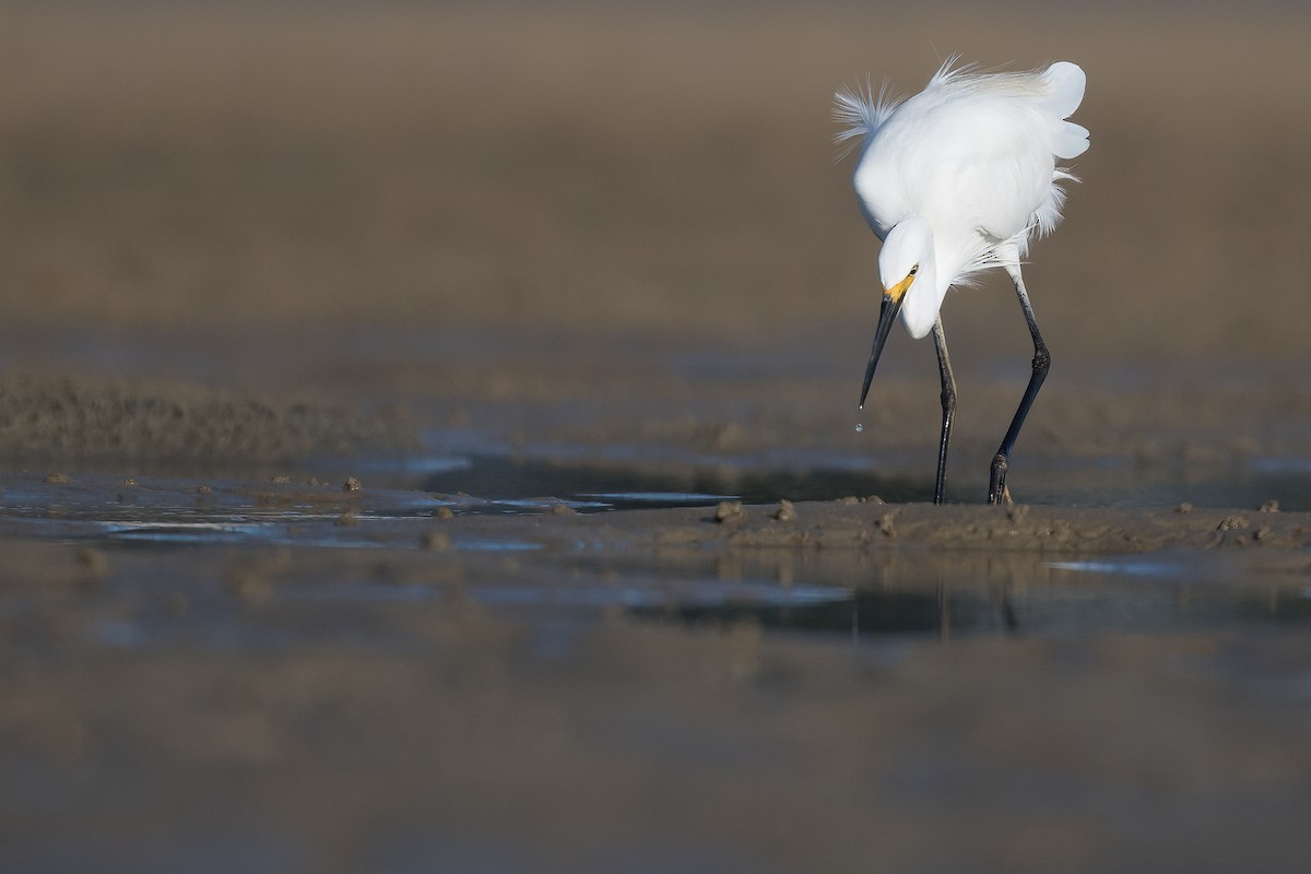 Little Egret - Terence Alexander