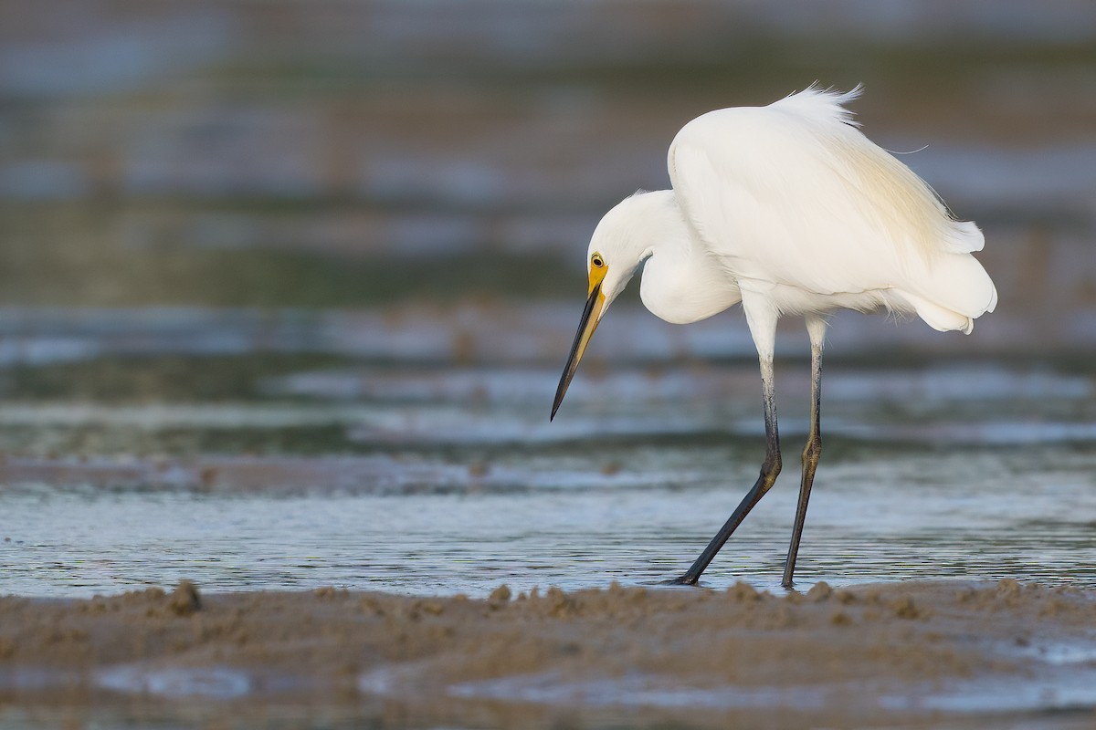 Little Egret - Terence Alexander