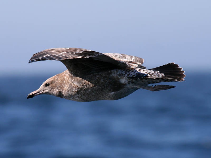 California Gull - ML34934211