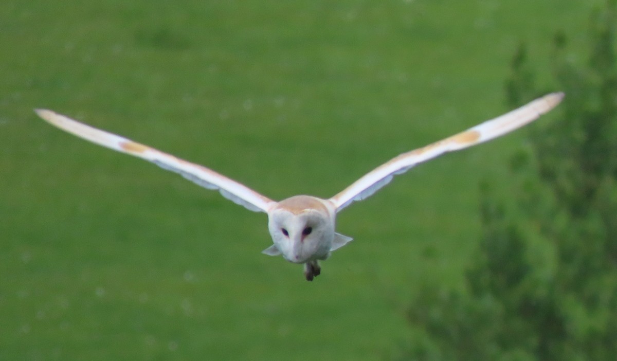 Western Barn Owl - ML349342561