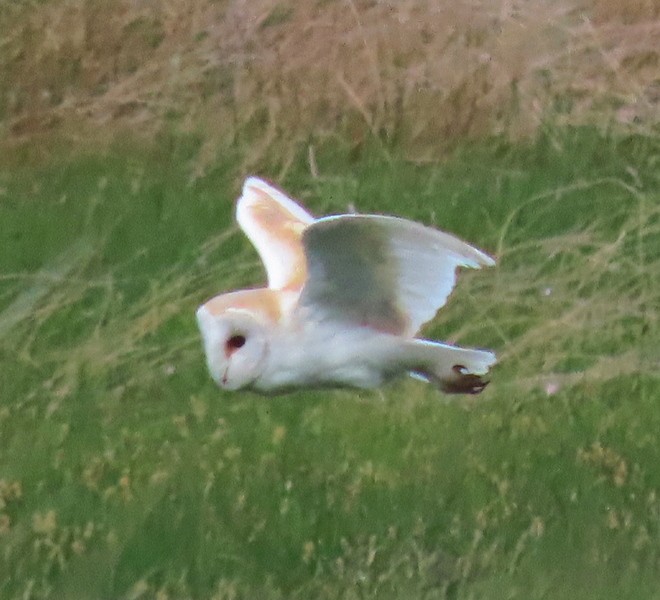 Western Barn Owl - ML349342571