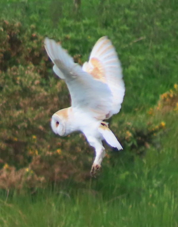 Western Barn Owl - ML349342581