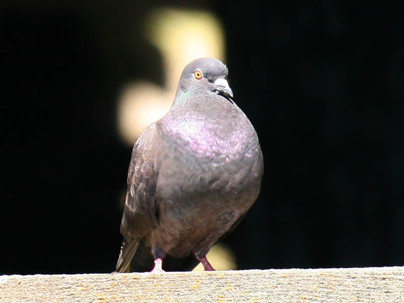 Rock Pigeon (Feral Pigeon) - ML34934281