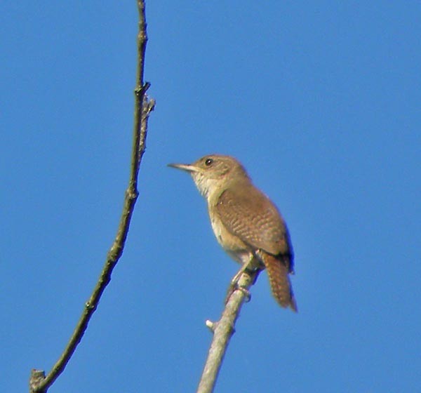 House Wren - David Zmoda