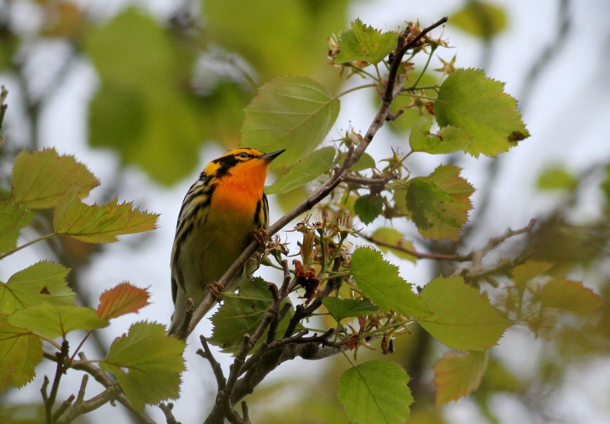 Blackburnian Warbler - Jay McGowan