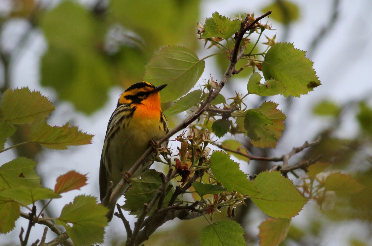 Blackburnian Warbler - ML34934461