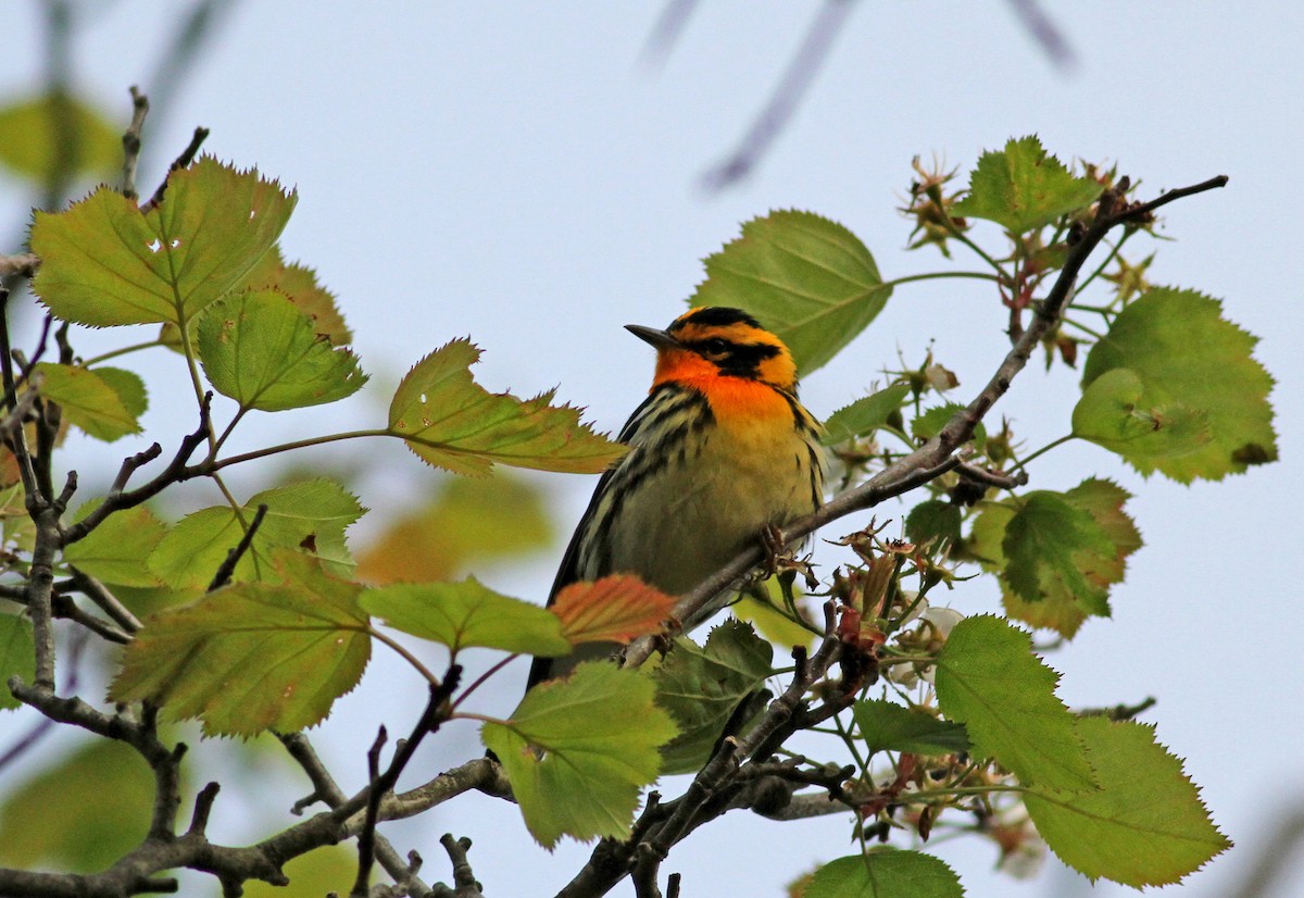 Blackburnian Warbler - ML34934471