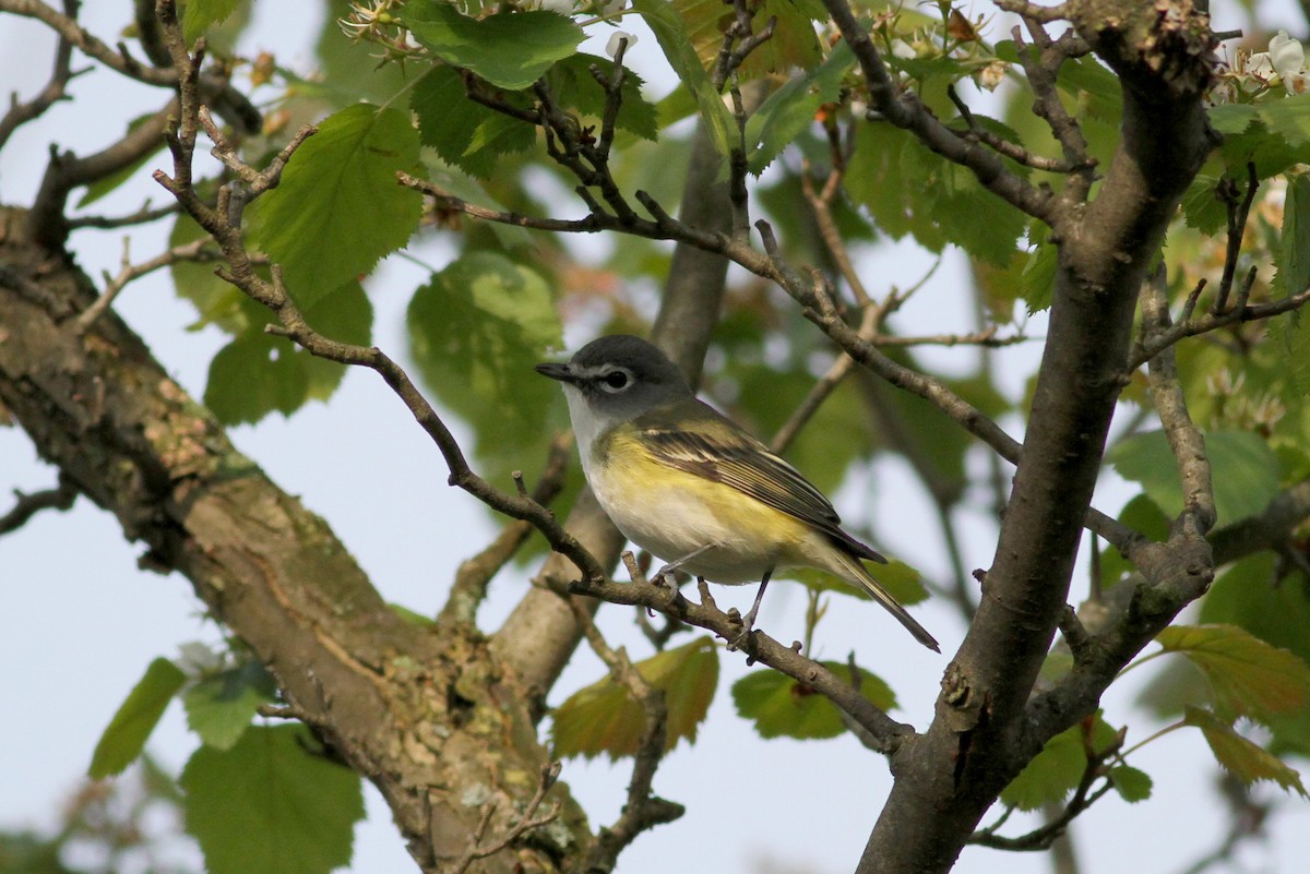 Mavi Başlı Vireo - ML34934501