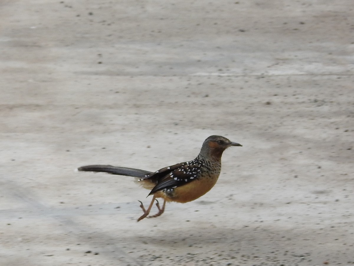 Giant Laughingthrush - ML349345341