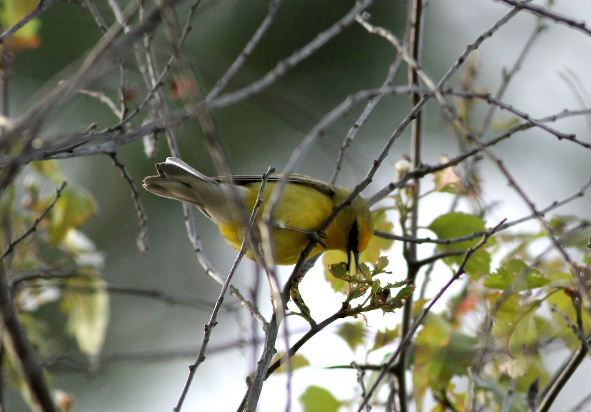 Blue-winged Warbler - ML34934601