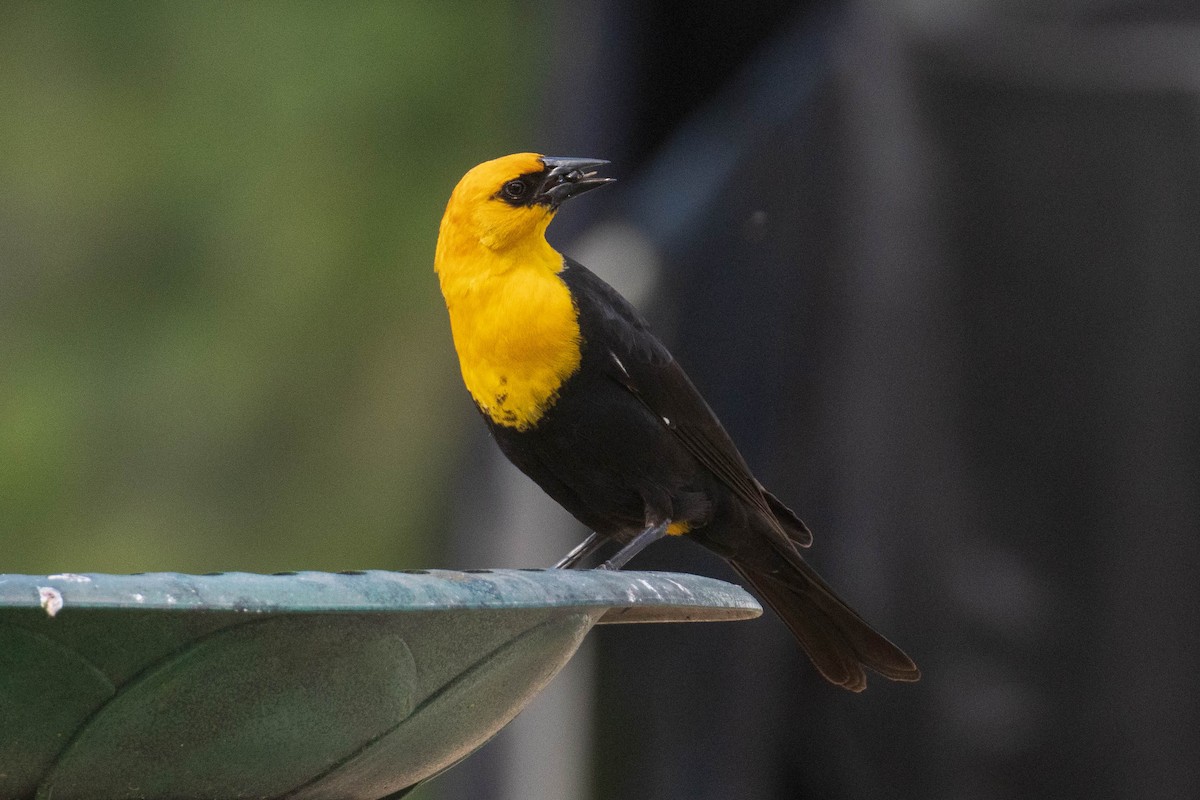Yellow-headed Blackbird - ML349346511