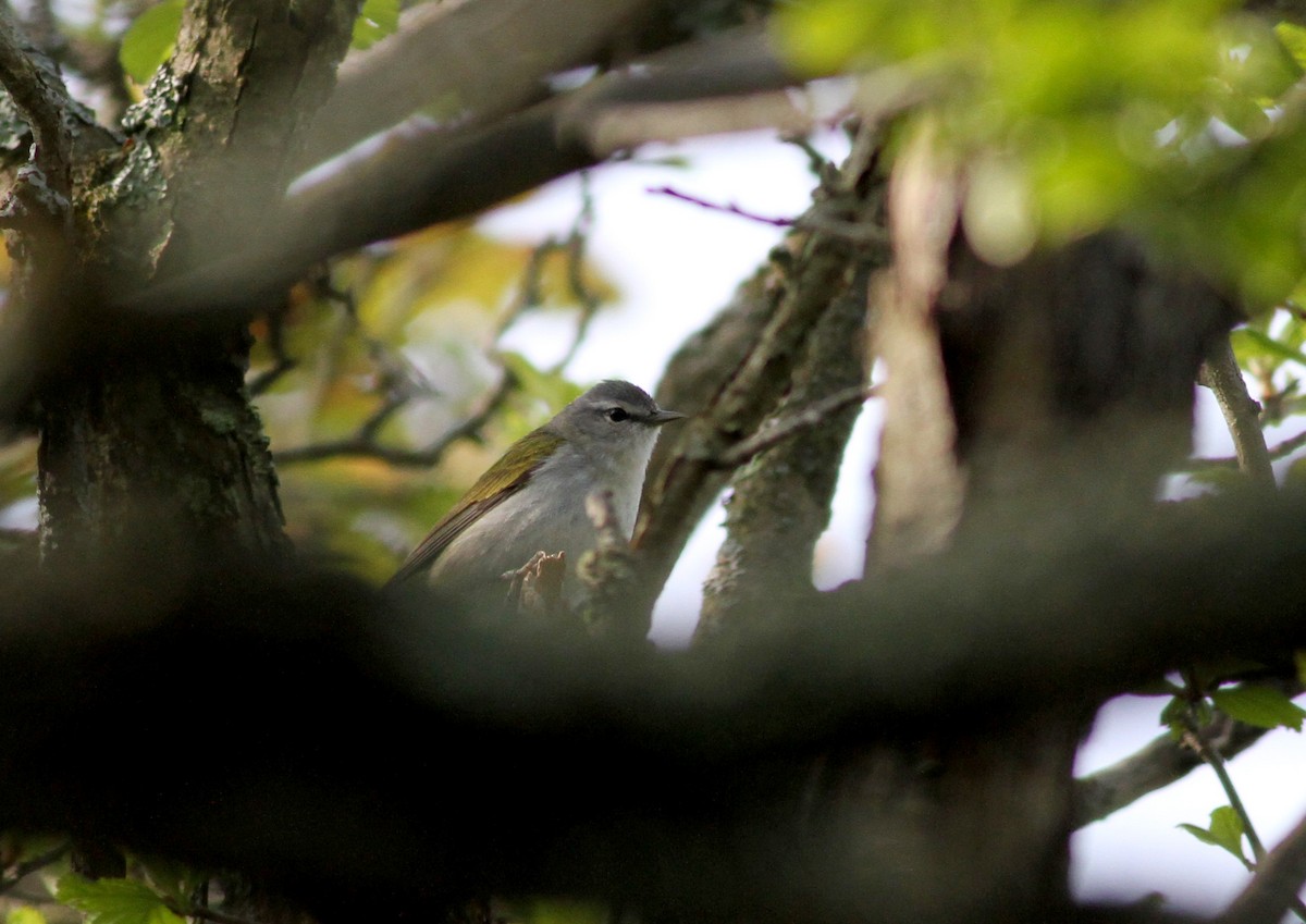 Tennessee Warbler - ML34934661