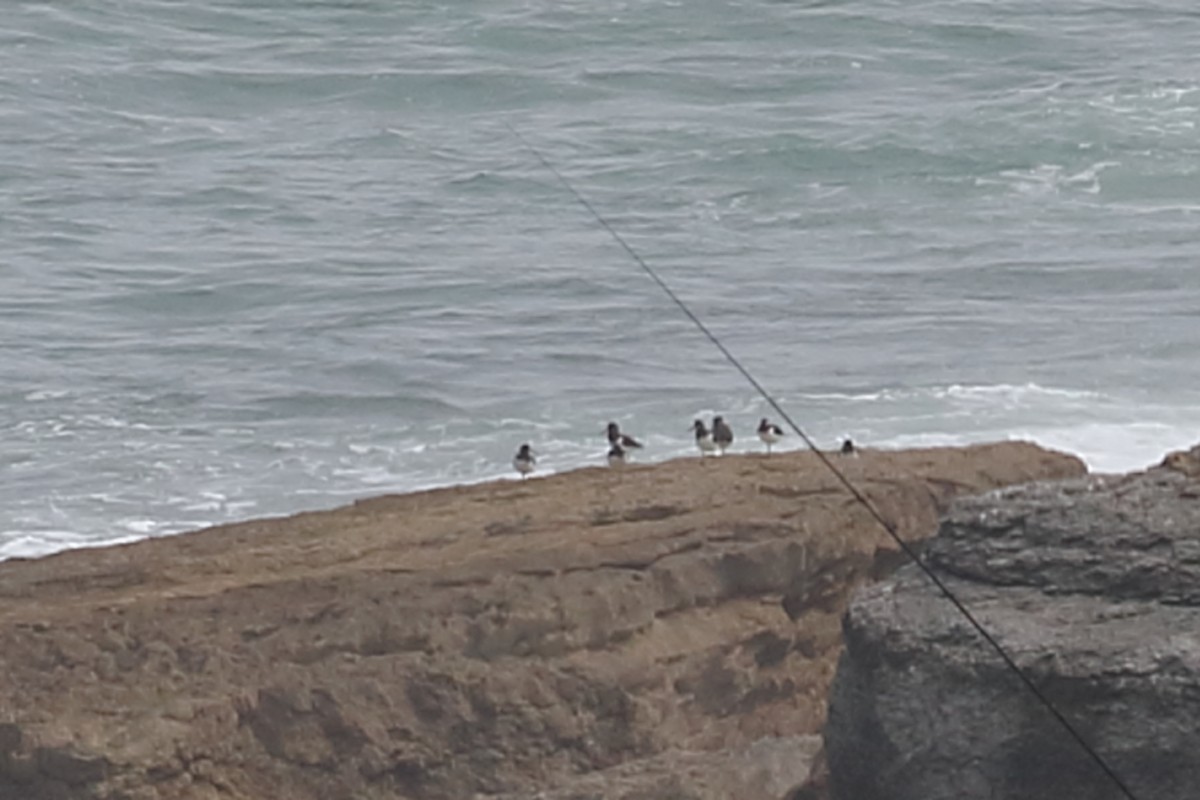 Eurasian Oystercatcher - ML349346821