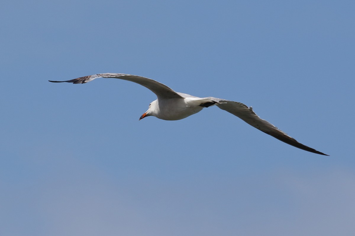 Audouin's Gull - ML349346861