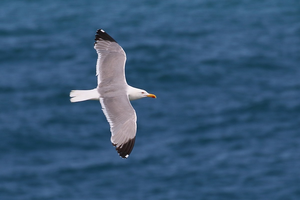 Yellow-legged Gull - ML349346911