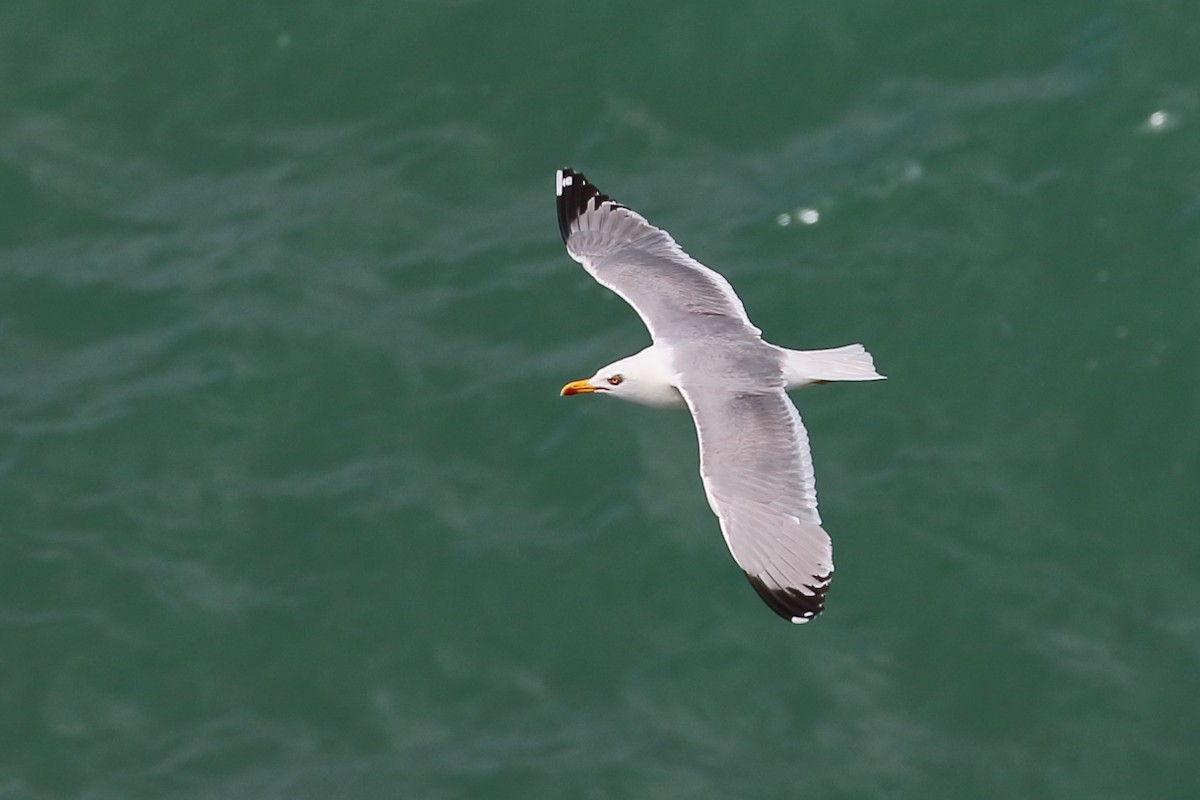 Yellow-legged Gull - ML349346921