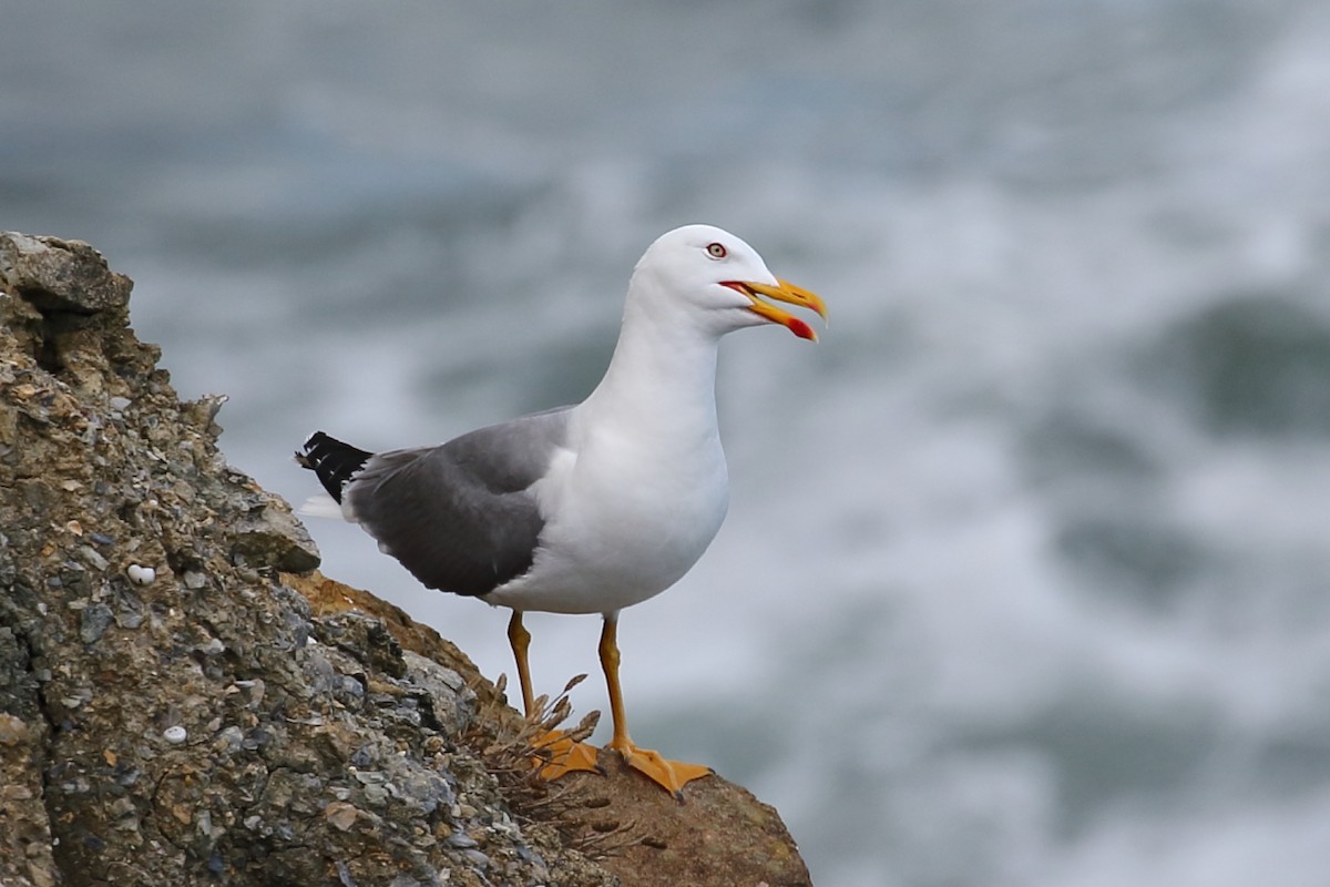 Yellow-legged Gull - ML349346931