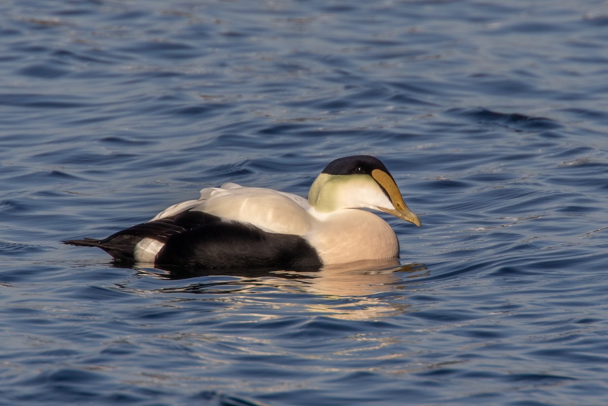 Common Eider (Dresser's) - ML349346961