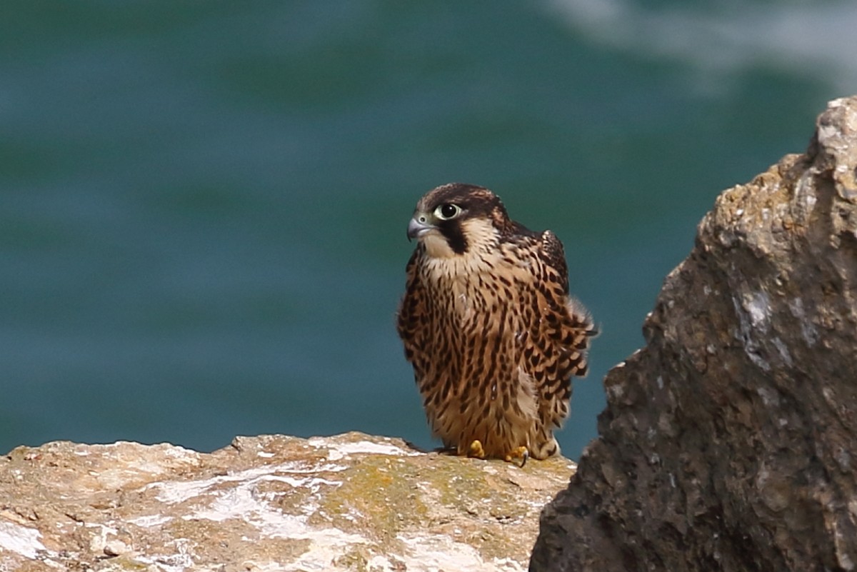 Peregrine Falcon - ML349346971