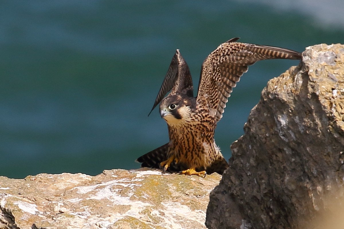 Peregrine Falcon - ML349346981