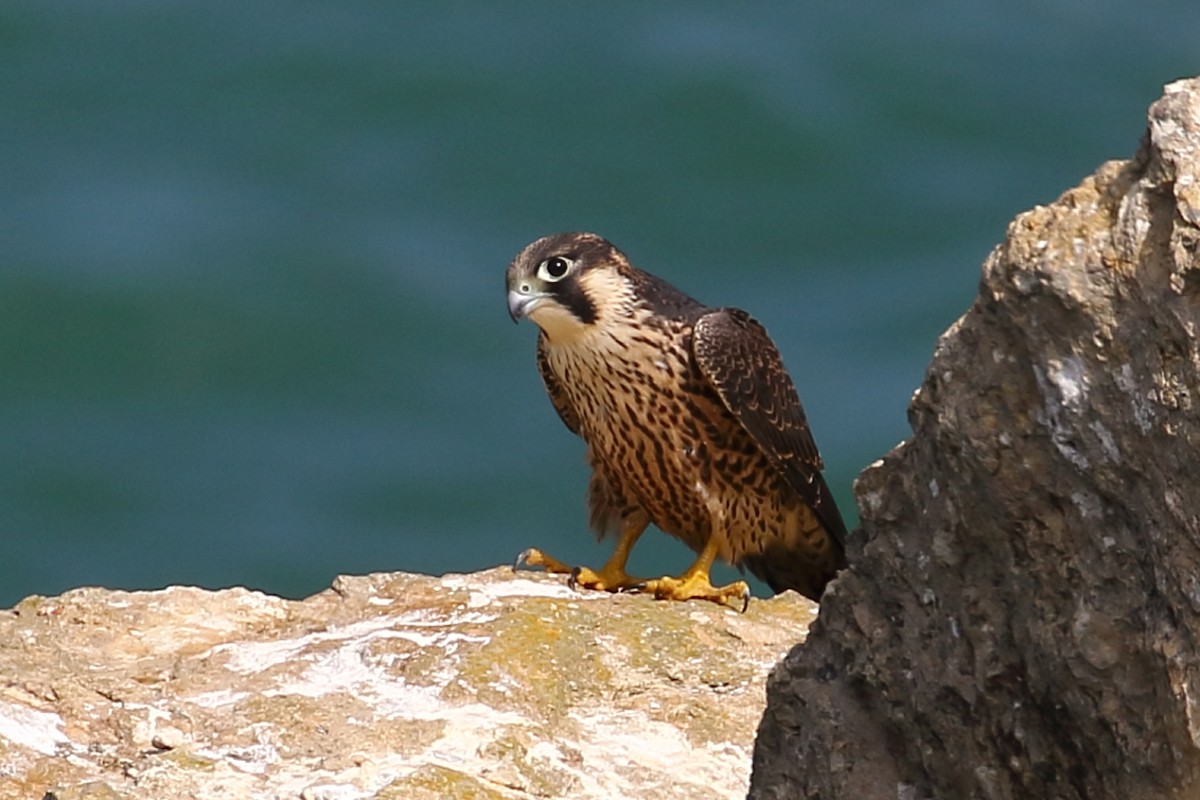 Peregrine Falcon - ML349346991