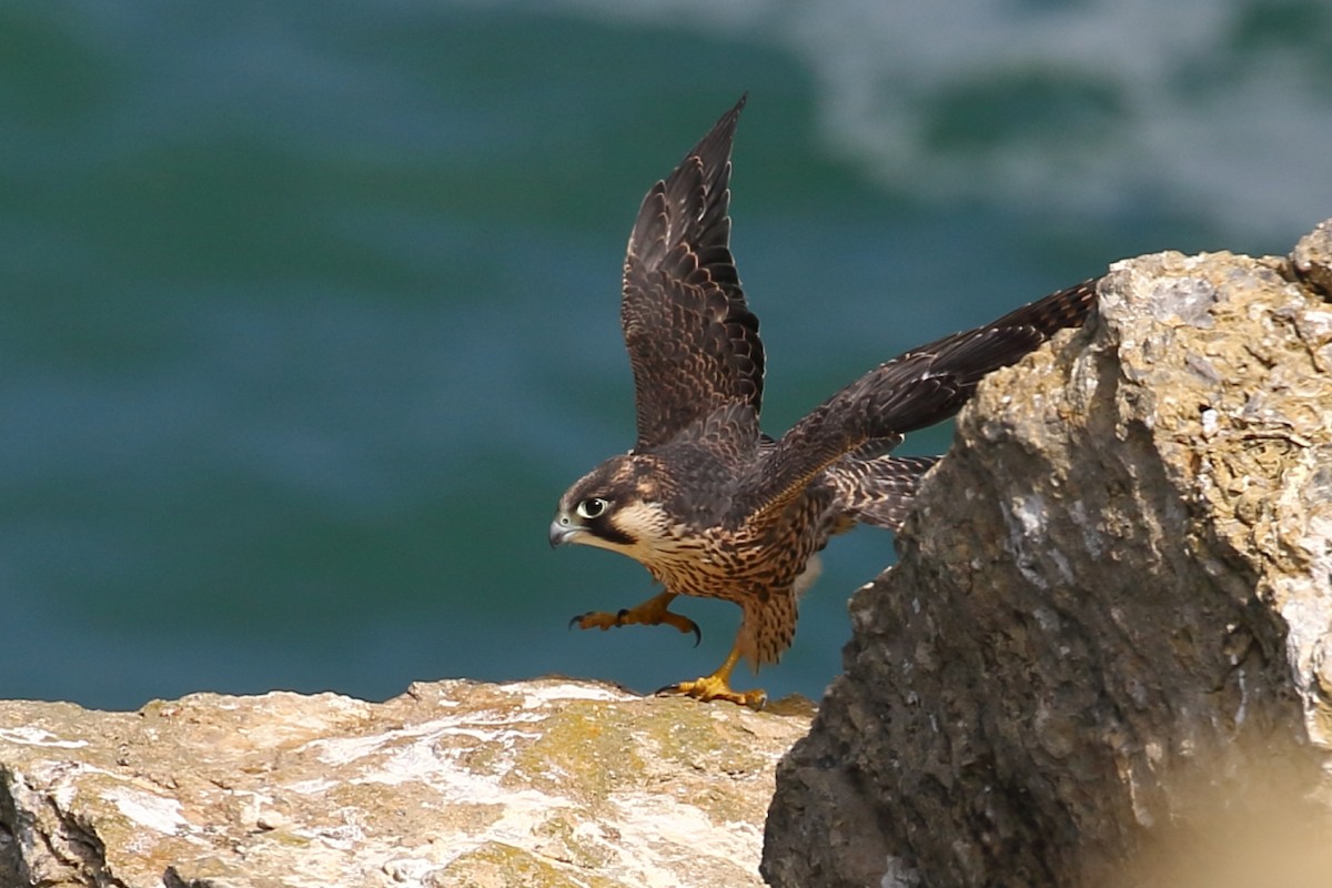 Peregrine Falcon - ML349347021