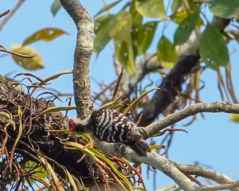 Gray-capped Pygmy Woodpecker - ML349347611
