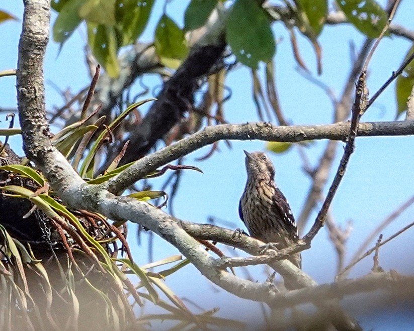 Gray-capped Pygmy Woodpecker - ML349347621