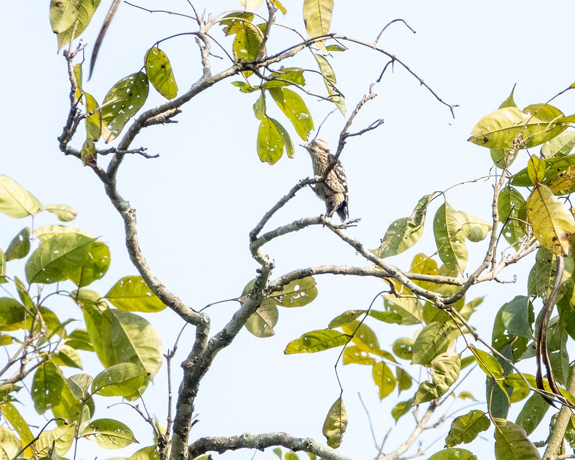 Gray-capped Pygmy Woodpecker - ML349347631