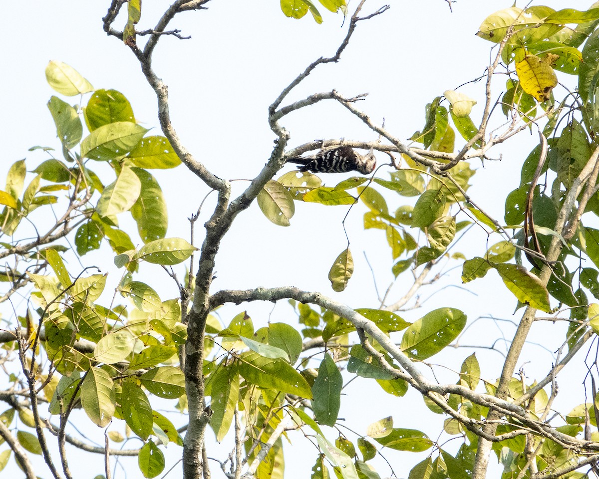 Gray-capped Pygmy Woodpecker - ML349347641