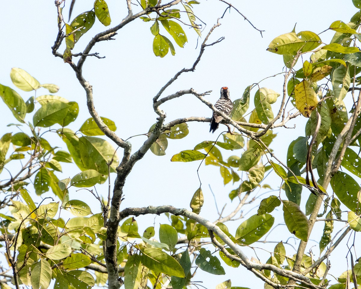 Gray-capped Pygmy Woodpecker - ML349347651
