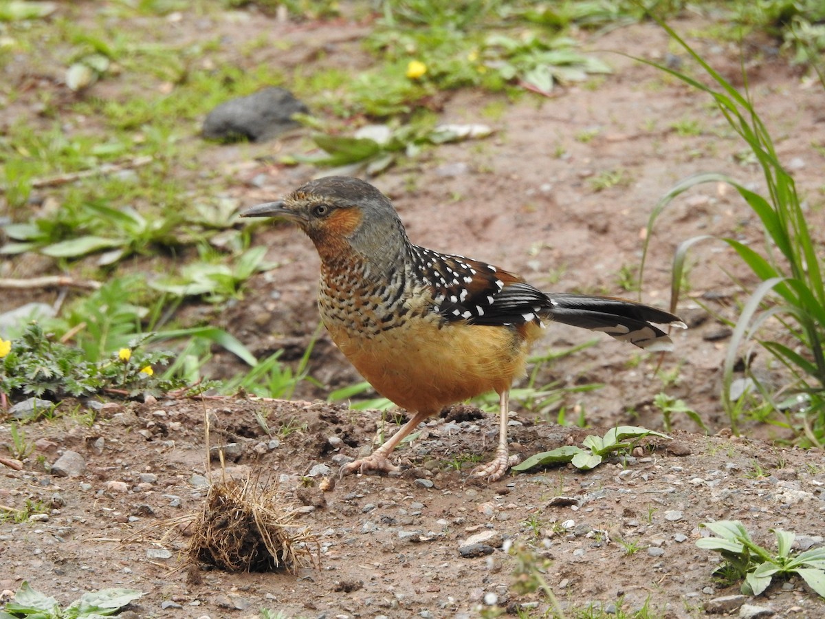 Giant Laughingthrush - ML349348091