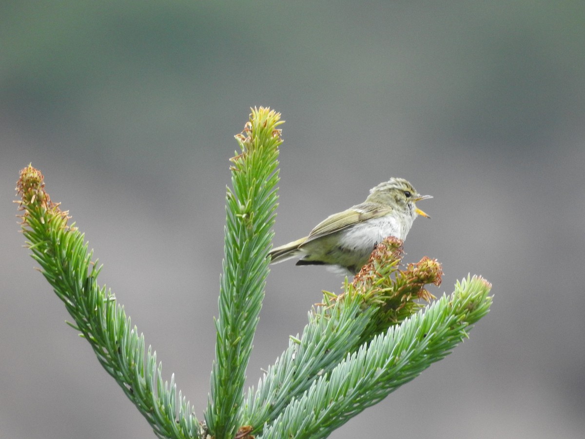 Chinese Leaf Warbler - ML349348901