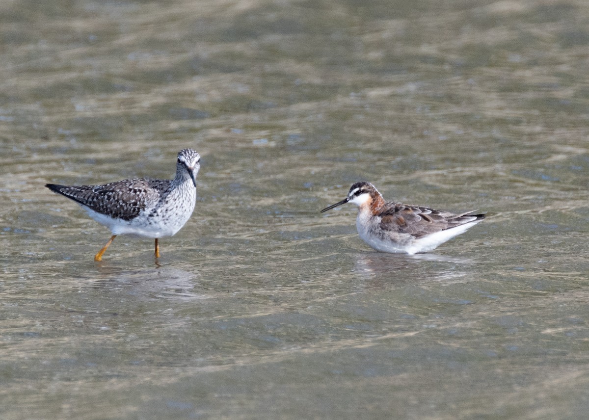 Wilson's Phalarope - ML349349191