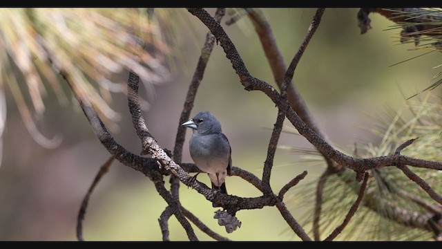 Tenerife Blue Chaffinch - ML349350841