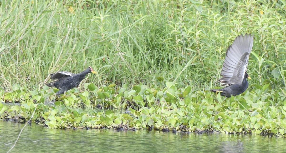 Watercock - ML349351611