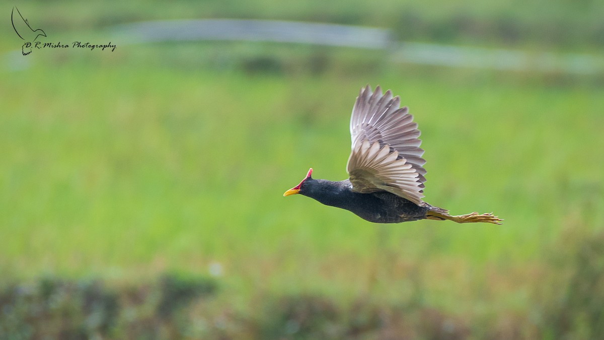 Watercock - Dinesh Mishra